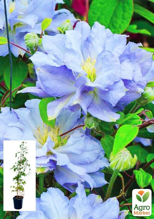 Клематис 3-х рiчний "Diamond Ball" С2