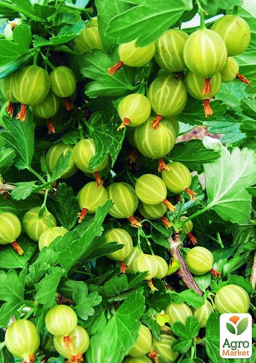 Агрус "Берил" (середній термін дозрівання) - фото 4