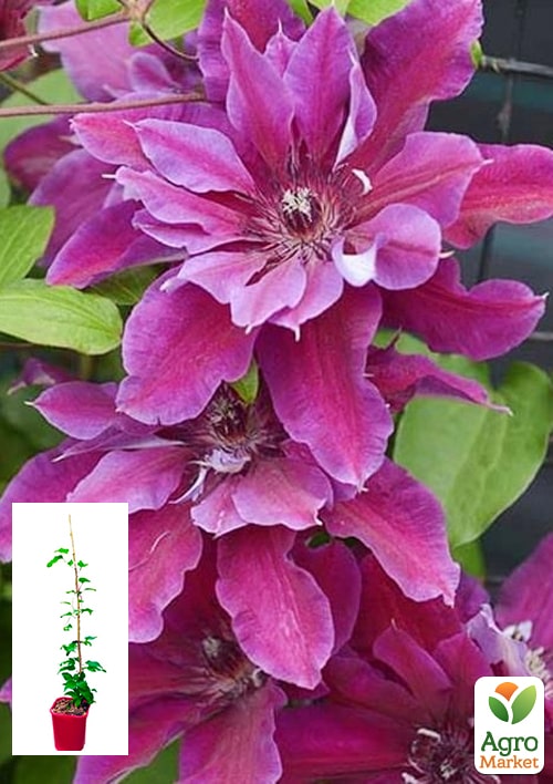 Клематис 2-х летний "My Beauty" С2