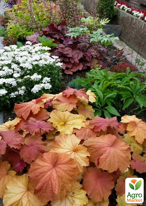 Гейхера (Heuchera) "Caramel" С1 (высота 15-30см)