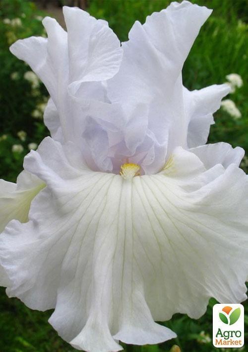 Ірис бородатий великоквітковий "Helen Dawn" 1шт в упаковці