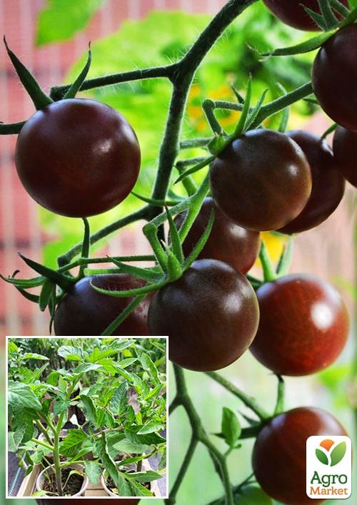 Рассада Томат Черри «Черный» (фермерское взращивание), 1шт в упаковке