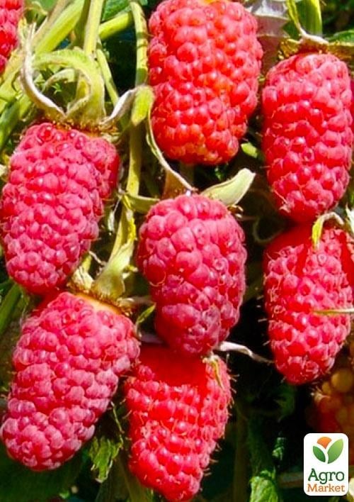 Ексклюзив! Малина яскраво-рожева "Сюрприз" (Surprise) (преміальний ремонтантний сорт, високоврожайна)