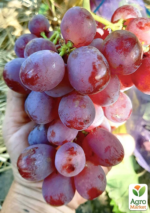 Виноград "Красуня" (ранній термін дозрівання)