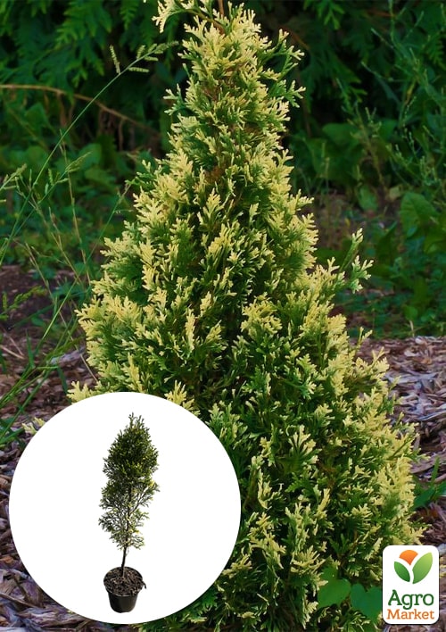Туя западная "Smaragd Variegata" С2, высота 35-45см
