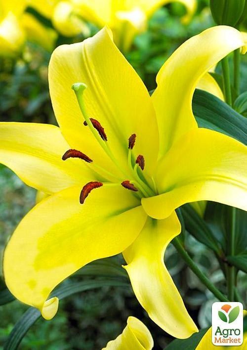 Лілія Гігант "Yellowin" 1шт в упаковці