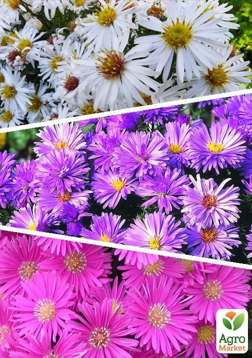 На вагу Айстра "Суміш кращих популярних сортів" ТМ "Весна" ціна за 2г
