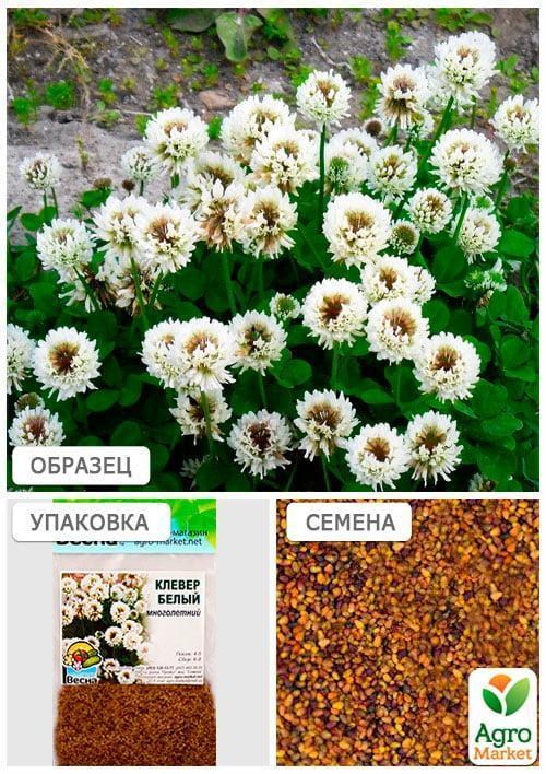 Конюшина "Біла" (Зіпер) ТМ "Весна" 3г  - фото 4