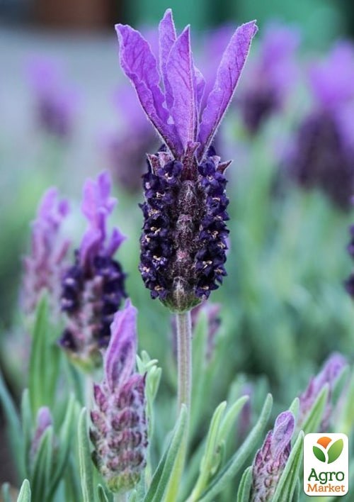 Лаванда однолетняя "Нормандия" ТМ "Vesna Exclusive" 20шт