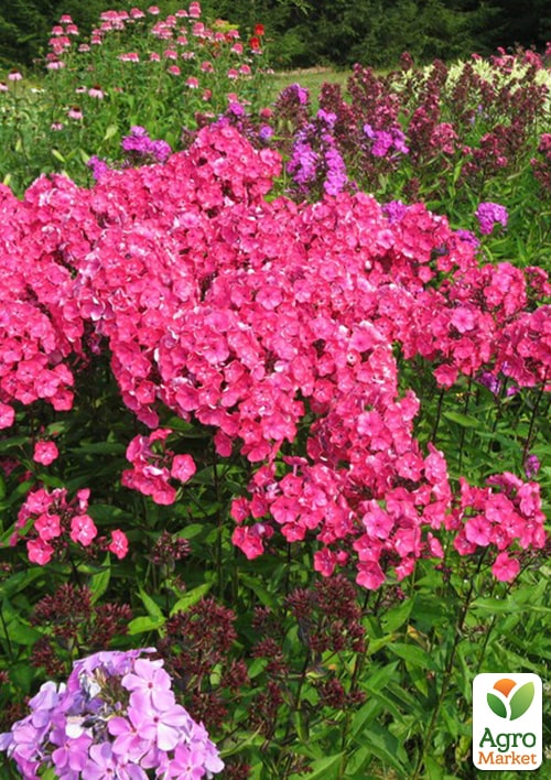 Флокс багаторічний "Alexandra" - фото 2