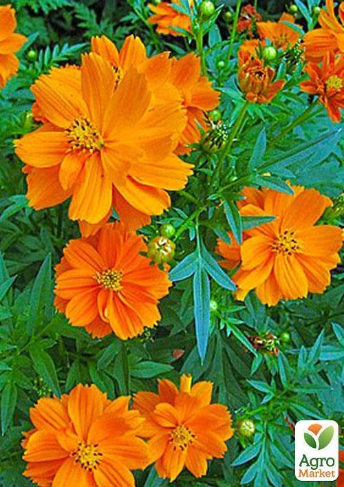 Космея Помаранчева (Зипер) ТМ "Весна" 1г - фото 4