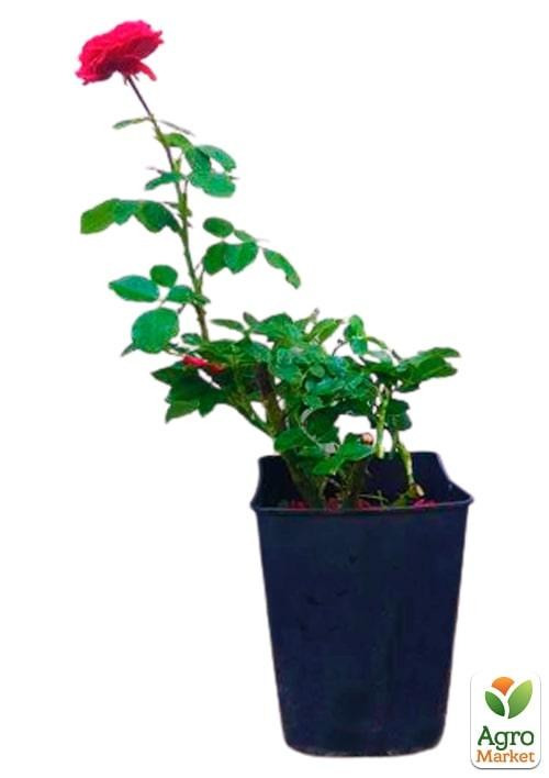 Роза в контейнере пионовидная "Piano" (саженец класса АА+) - фото 2