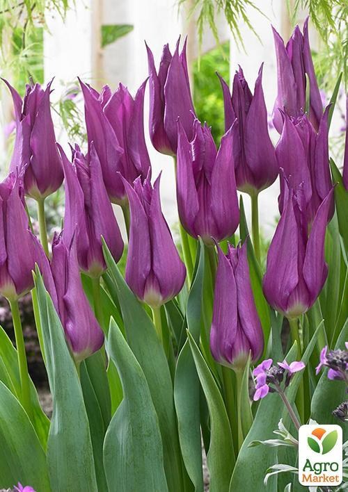 Тюльпан "Purple Dream" (розмір 11/12, великий) 3шт в упаковці - фото 3