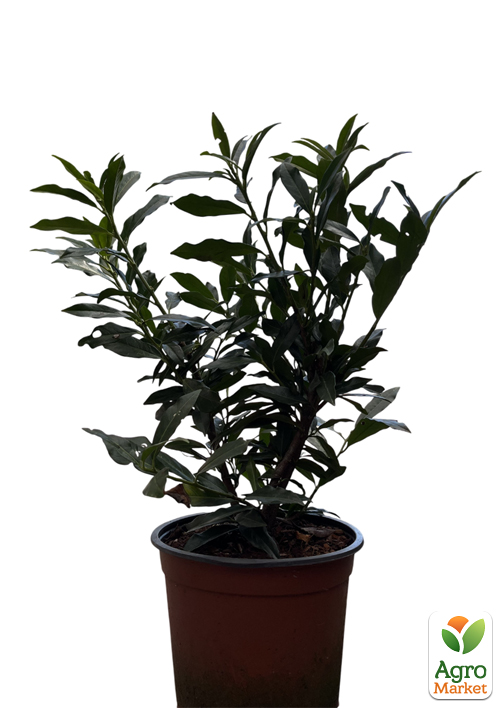 Лавровишня декоративная "Otto Supreme" вазон С4 - фото 2