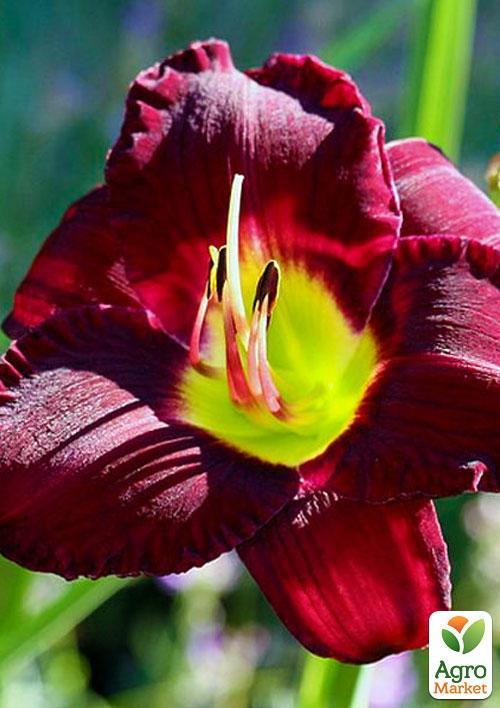 Лилейник "Bela Lugosi " 1шт в упаковке - фото 5