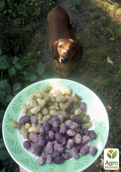 Шовковиця великоплідна "Стамбульська рожева" (літній сорт, середній термін дозрівання) - фото 4