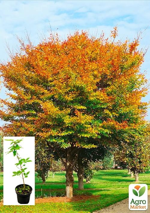 Бук європейський (Fagus sylvatica) С2 висота 40-50см