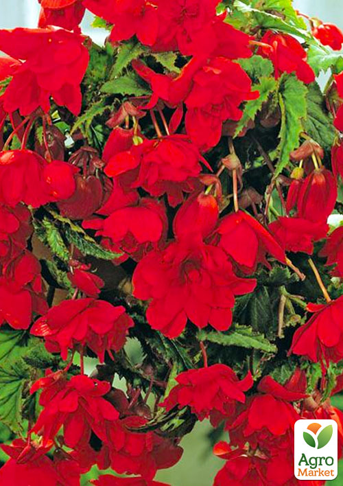 Бегонія ампельна "Каскад червона" 1шт