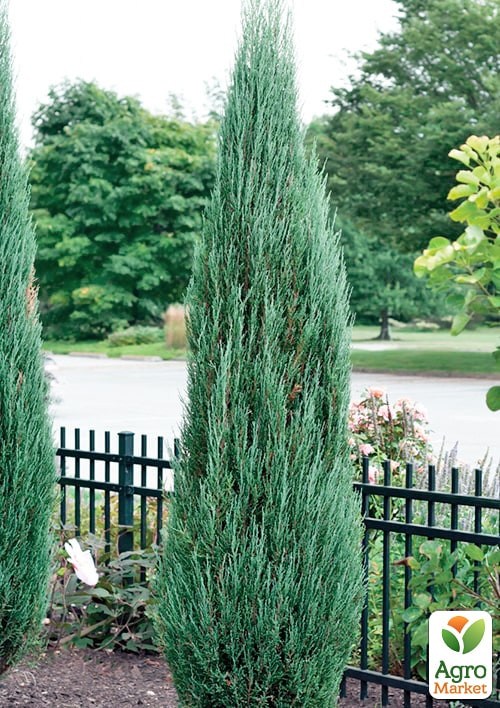 Можжевельник скальный  "Blue Arrow" С10 высота 100-120см - фото 3