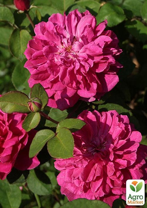 Роза англійська "Sophy`s Rose"