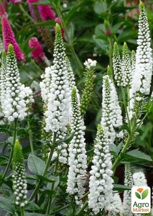 Вероника Колосистая "Snow Candles"