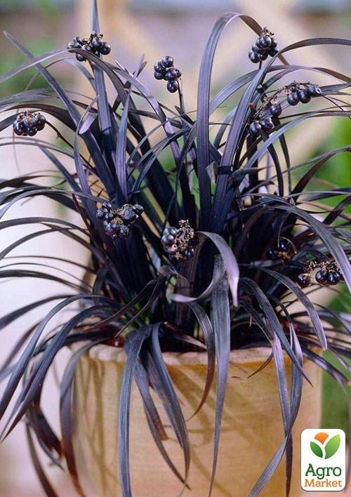 Офіопогін плоскострілий "Black Dragon" - фото 2