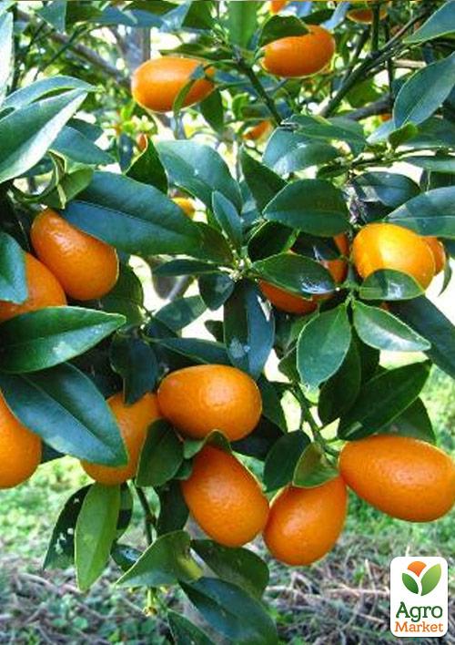 Кумкват "Хиндши" (саженец 2 года)