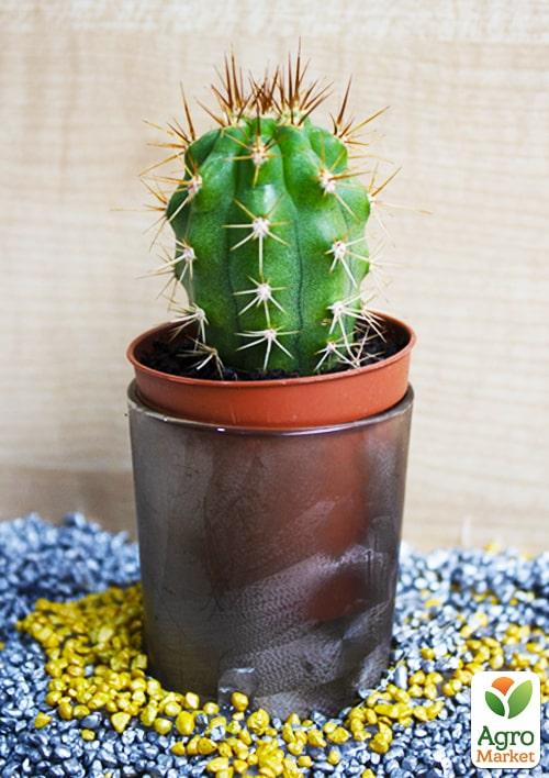 Кактус "Эхиноцереус" (Echinocereus dubius) (Нидерланды)