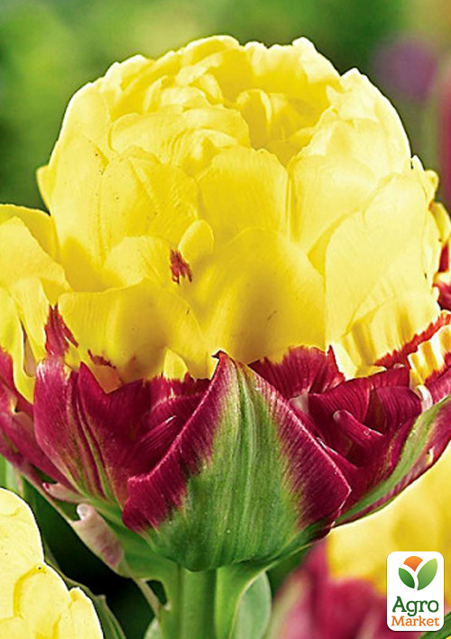 Тюльпан "Ice Cream Banana"