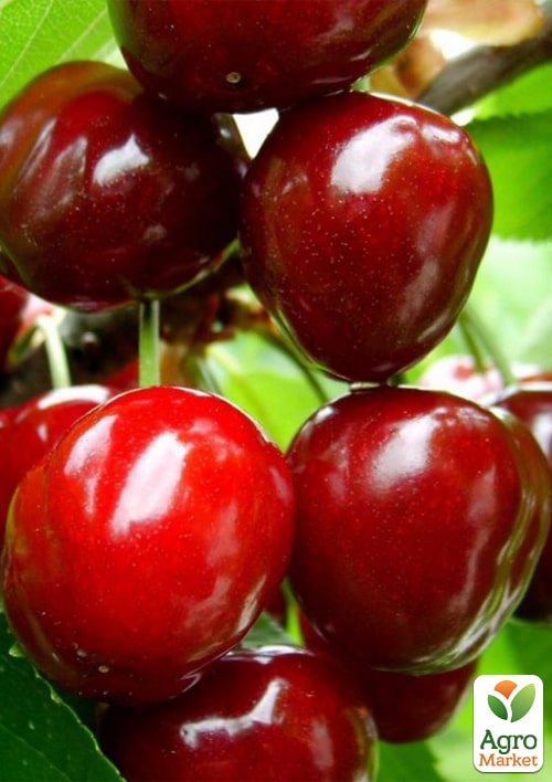 Черешня "Гигантелла" (летний сорт, средний срок созревания) - фото 4