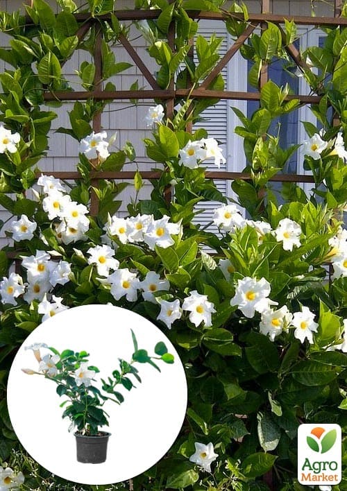 Дипладения (Mandevilla) "Pearl" (цветущая лиана)