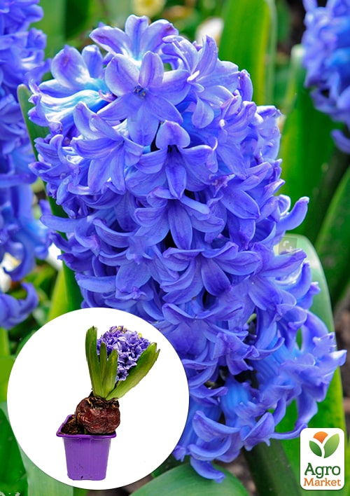 Гіацинт "General Koehler" (Нідерланди)