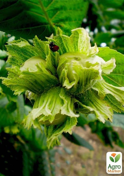 Эксклюзив! Фундук "Ганжа" (Ganja) (премиальный, высокоурожайный сорт)