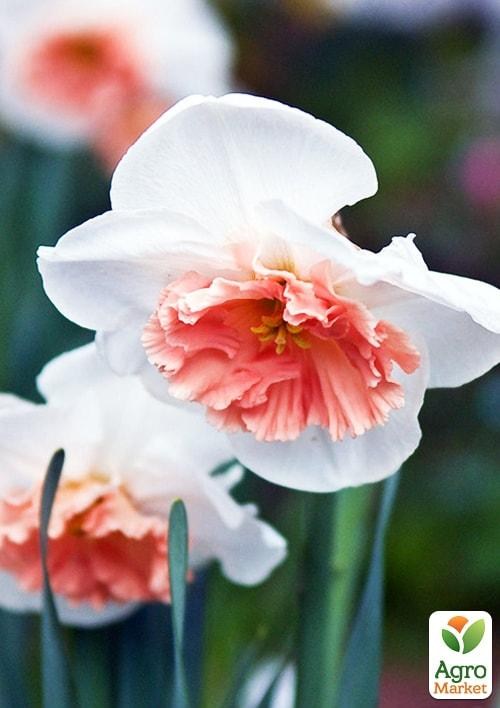 Нарцис "Precocious" 2шт в упаковці