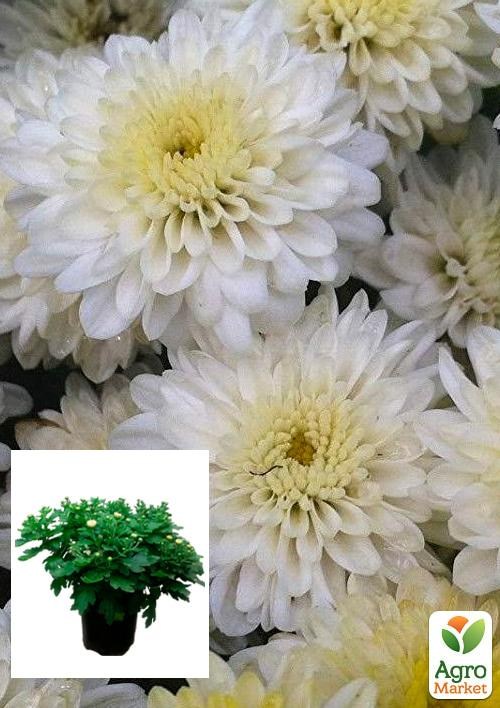 Хризантема Садовая "Belvedere" (горшок ф12 высота 20-30см)