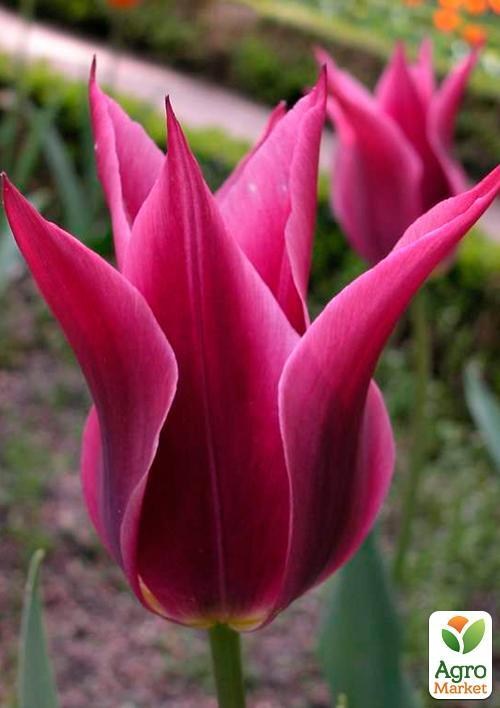 Тюльпан "Maytime" 3шт в упаковке