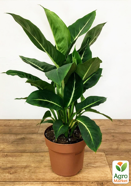 Дифенбахія (Dieffenbachia) "Green Magic" висота 40-60см - фото 5