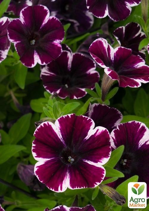 Петуния ампельная Sweetunia "Miss Marvelous" (контейнер №10, высота 10-15см)