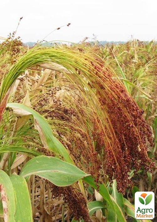 На развес Сорго веничное ТМ "Весна" цена за 30г - фото 2