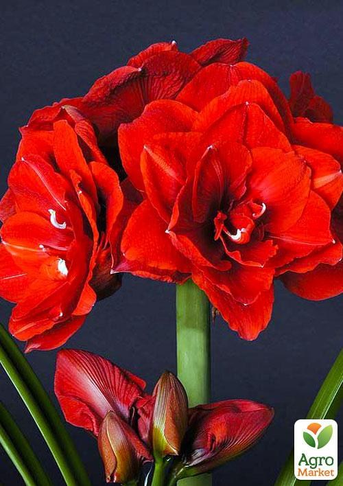 Гиппеаструм махровый "Cherry Nymph" (Амариллис) 1шт в упаковке