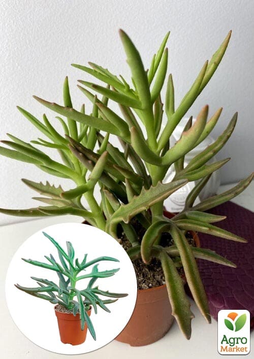 Каланхое розсічене "Spider"