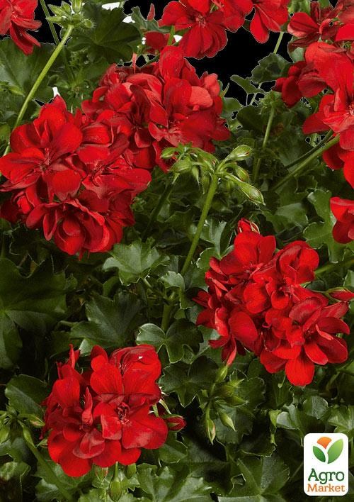 Пеларгония ампельная "Becky" 