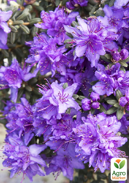 LMTD Рододендрон квітучий 2-х річний "Impeditum" (висота 20см)