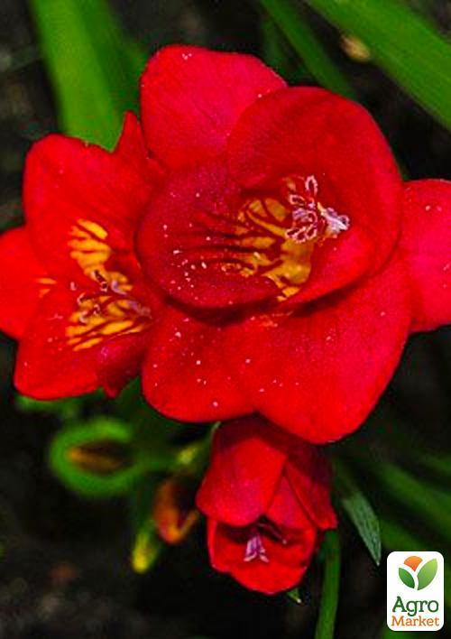 Фрезия махровая "Red" 5шт в упаковке - фото 4