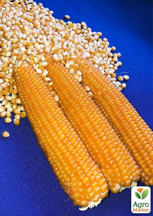 Кукуруза попкорн "Естрелла F1" ТМ "Lark Seeds" 25000шт