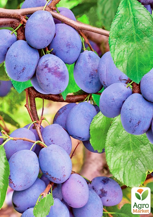 Слива "Чачакская наиболее"