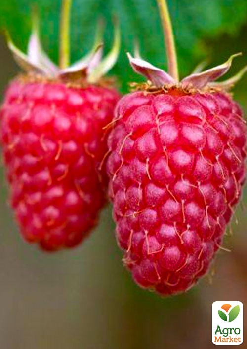 Малина "Вилламетте" (Willamette) (ранний срок созревания, сорт хорошо устойчив к болезням)