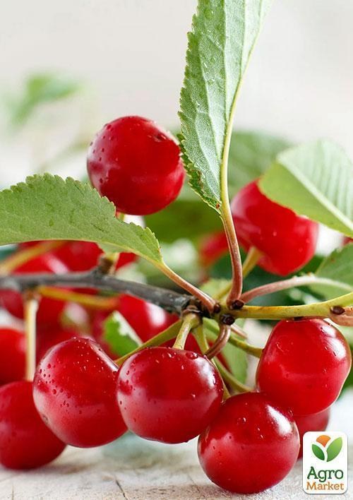 Вишня "Панди" (летний сорт, среднеспелый срок созревания) - фото 2