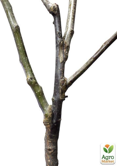 Эксклюзив! Дерево-сад Яблоня "Белый Налив+Мельба"  - фото 4