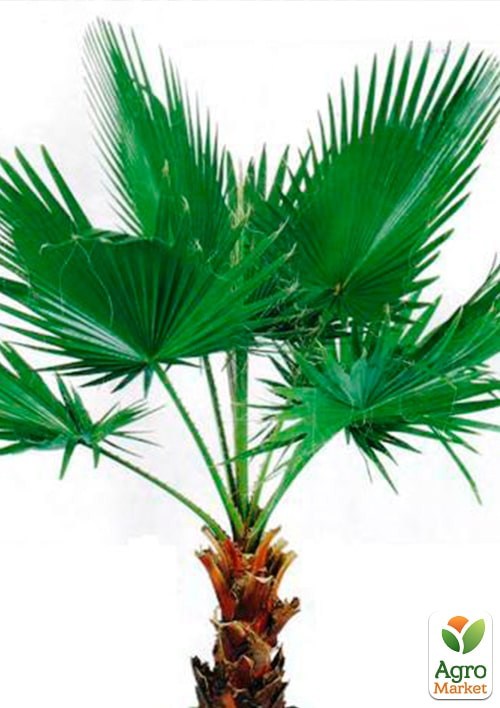 Вашингтонія "Санта-Барбара" ТМ "Vesna Exclusive"3шт - фото 3